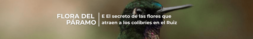 Flora del páramo: El secreto de las flores que atraen a los colibríes en el Ruiz