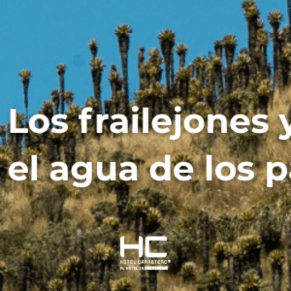 Los frailejones