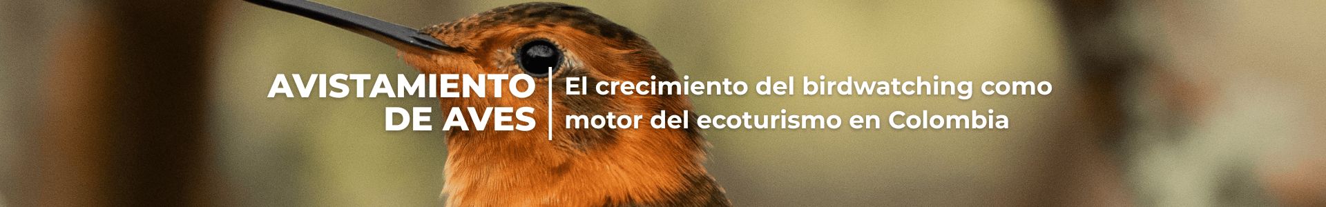 Avistamiento de aves: el crecimiento del birdwatching como motor del ecoturismo en Colombia